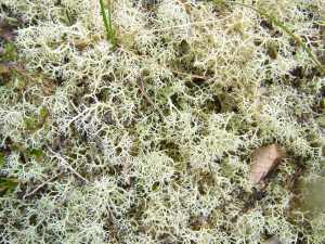 heath lichen